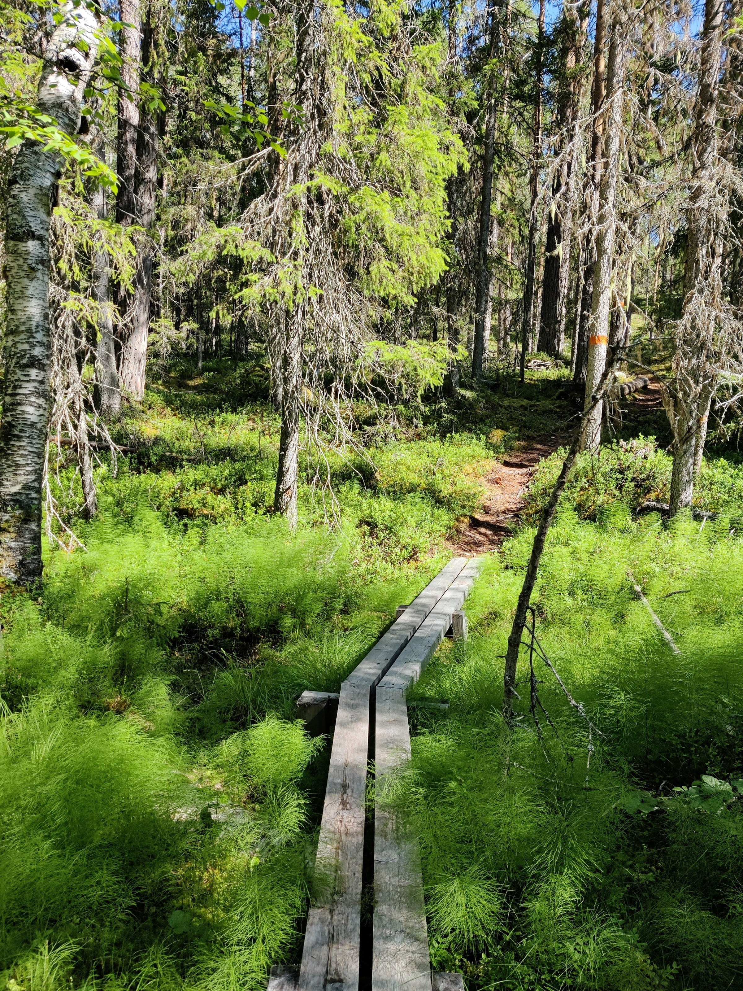 Mårdseleforsens naturreservat